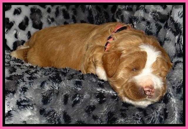 DT pups 2 wks old 7