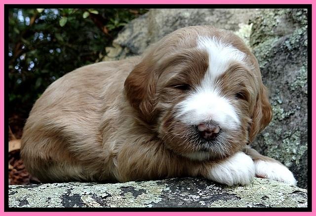 DT pups 3 wks old 7