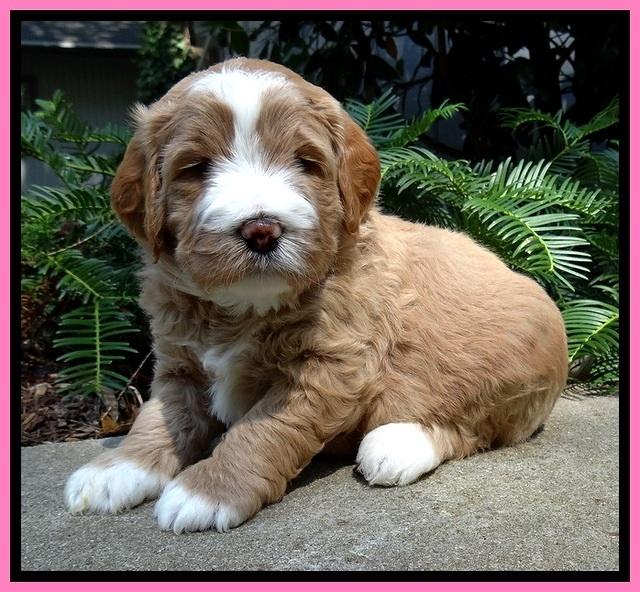 DT pups 4 wks old 6