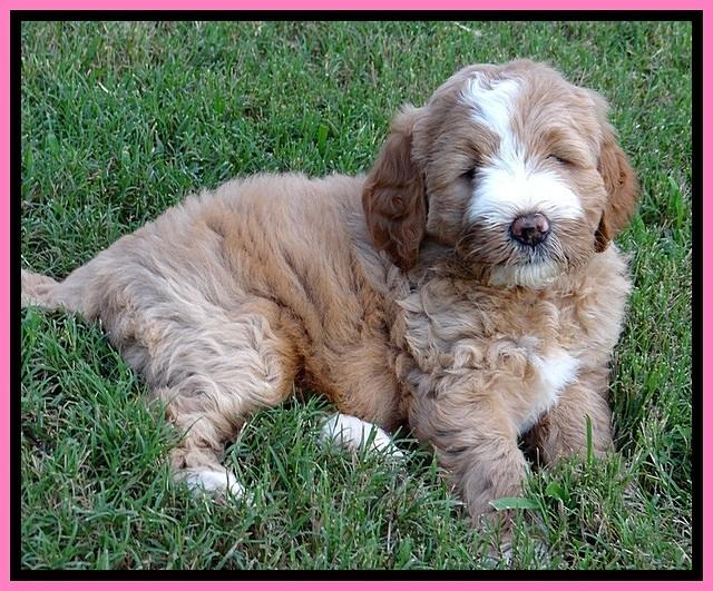 DT pups 6 wks old 19
