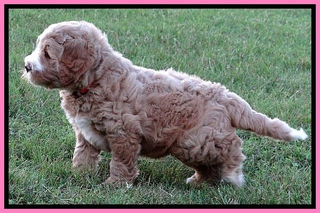 DT pups 6 wks old 21