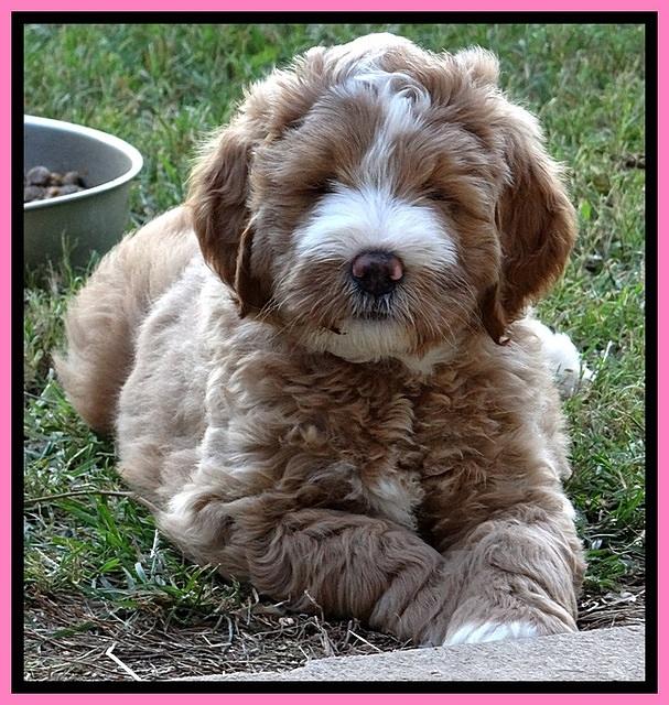 DT pups 7 wks old 25