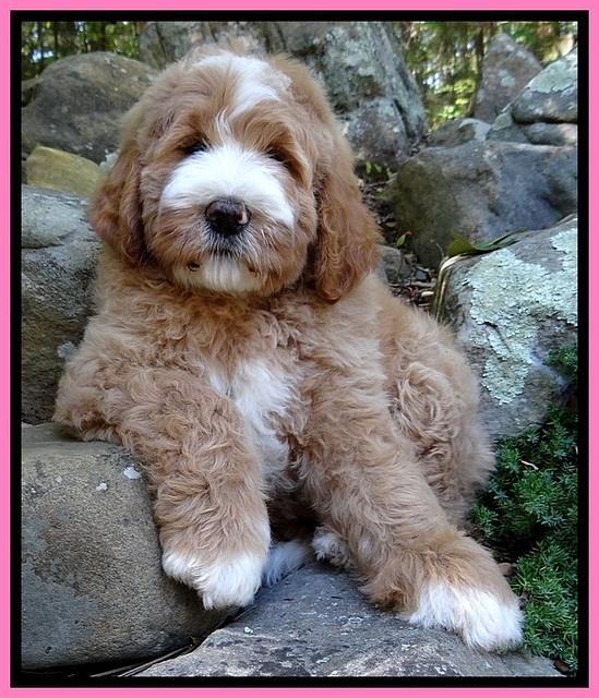 DT pups 8 wks old 25