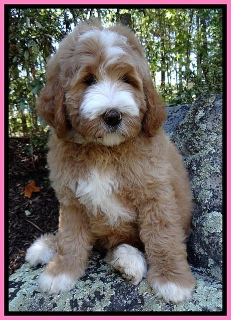 DT pups 8 wks old 27