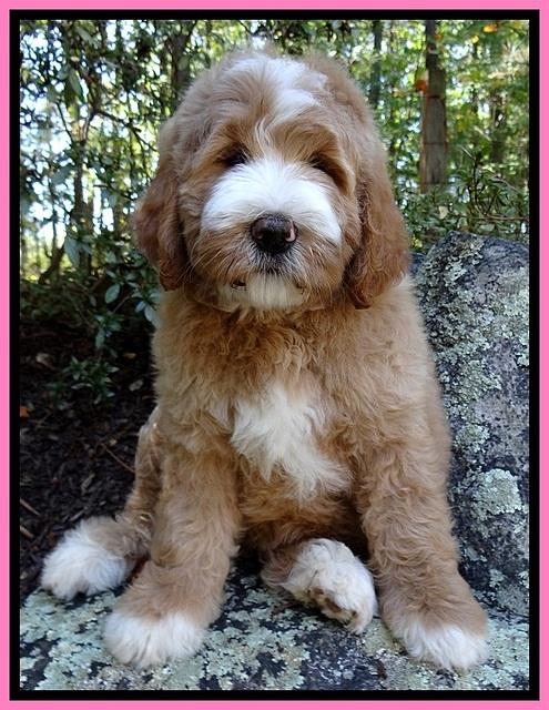 DT pups 8 wks old 28