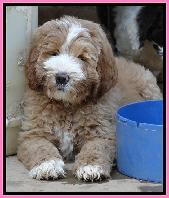 DT pups 8.5 wks old 5