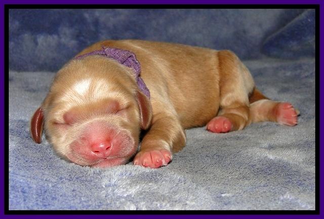 DT pups 1 day old 17