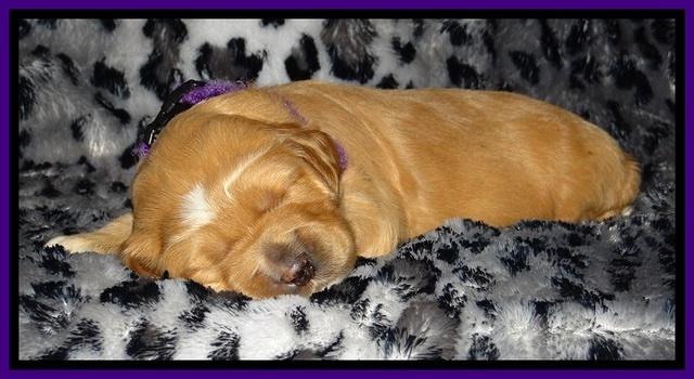 DT pups 2 wks old 19