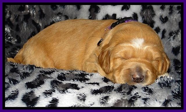 DT pups 2 wks old 20