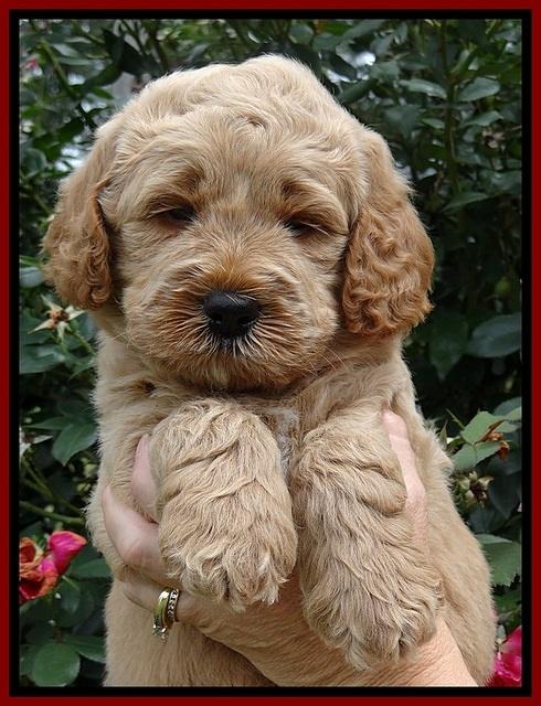 DT  pups 5 wks old 77