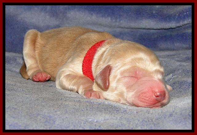 DT pups 1 day old 7