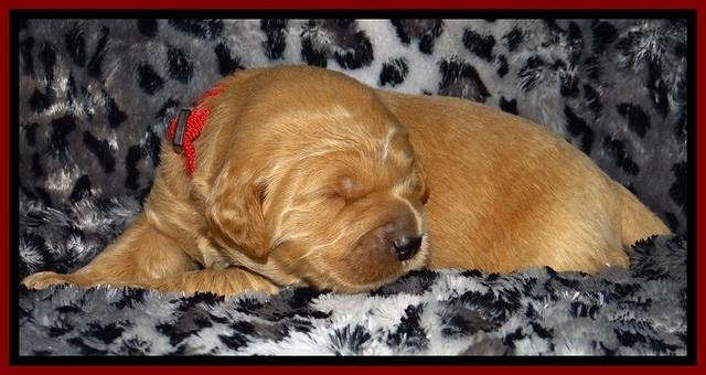 DT pups 2 wks old 11