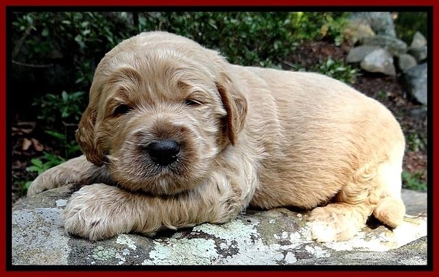 DT pups 3 wks old 10