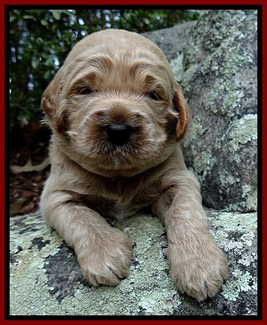 DT pups 3 wks old 11