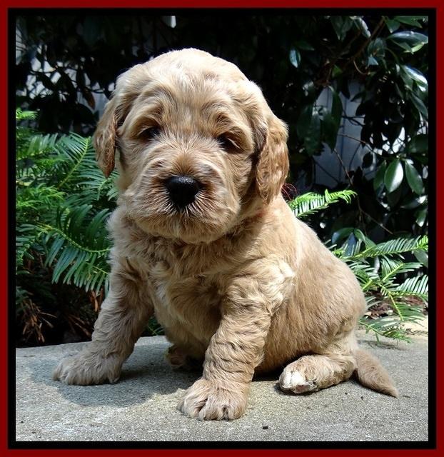 DT pups 4 wks old 9