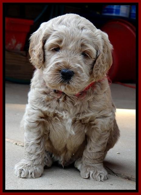 DT pups 4.5 wks old 2