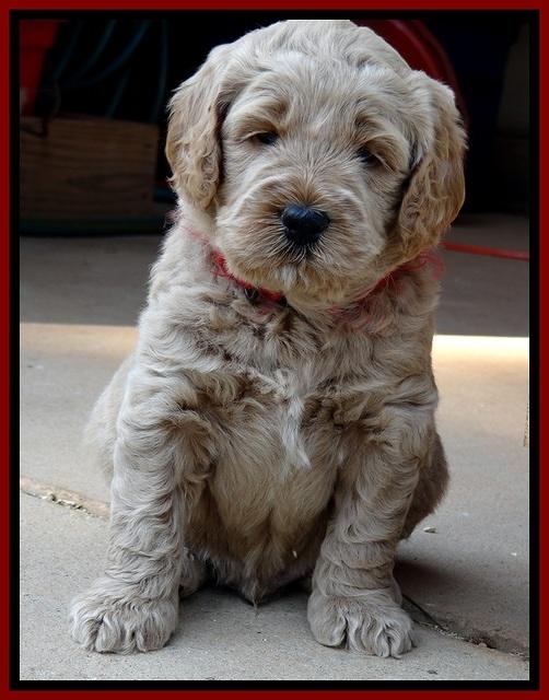 DT pups 4.5 wks old 3