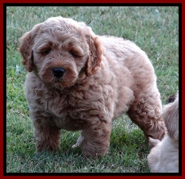 DT pups 7 wks old 23