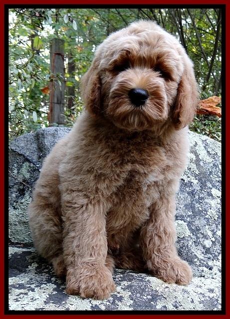 DT pups 8 wks old 150