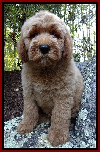 DT pups 8 wks old 350