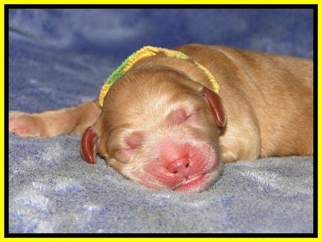 DT pups 1 day old 20