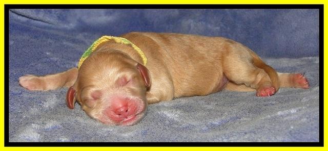 DT pups 1 day old 21