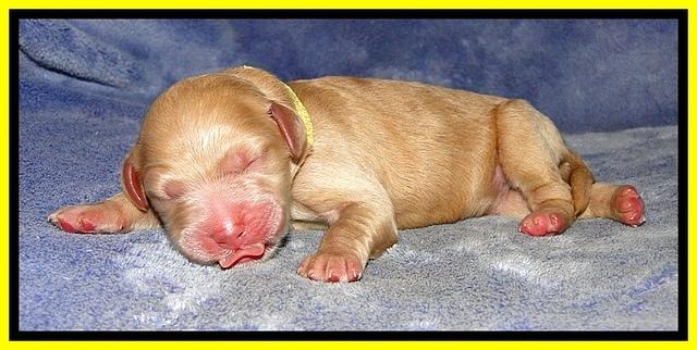 DT pups 1 day old 23