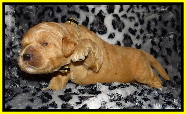 DT pups 2 wks old 24