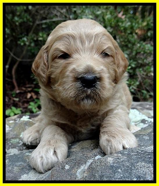 DT pups 3 wks old 27