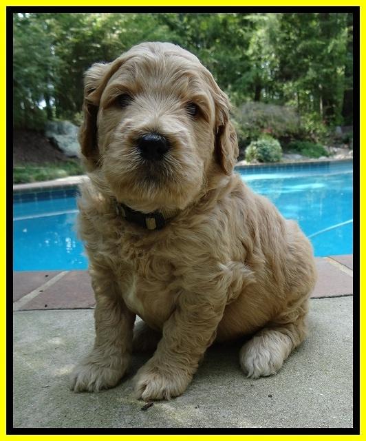 DT pups 4 wks old 21