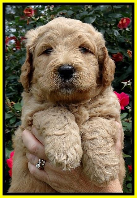 DT pups 5 wks old 87