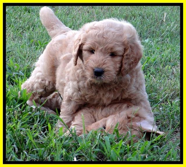 DT pups 6 wks old 29