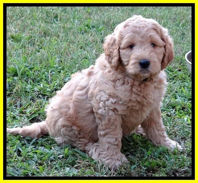 DT pups 7 wks old 24