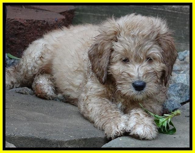DT pups 7.5 wks old 131