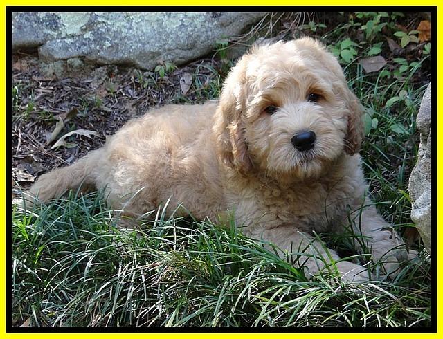 DT pups 8 wks old 20