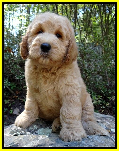 DT pups 8 wks old 21