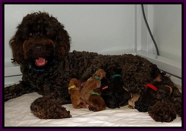DAr Gus newborn 9