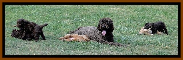 Dargus pups 6.5 wks old 8