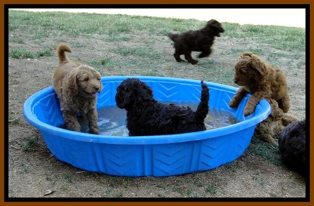 Dargus pups 7 wks old  10
