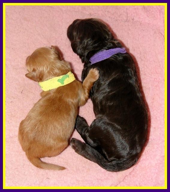 Dargus pups big and small 1 wk old