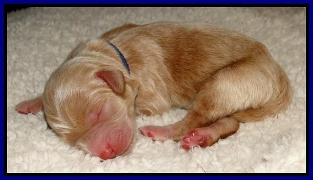 Dargus pups 1 day old 3