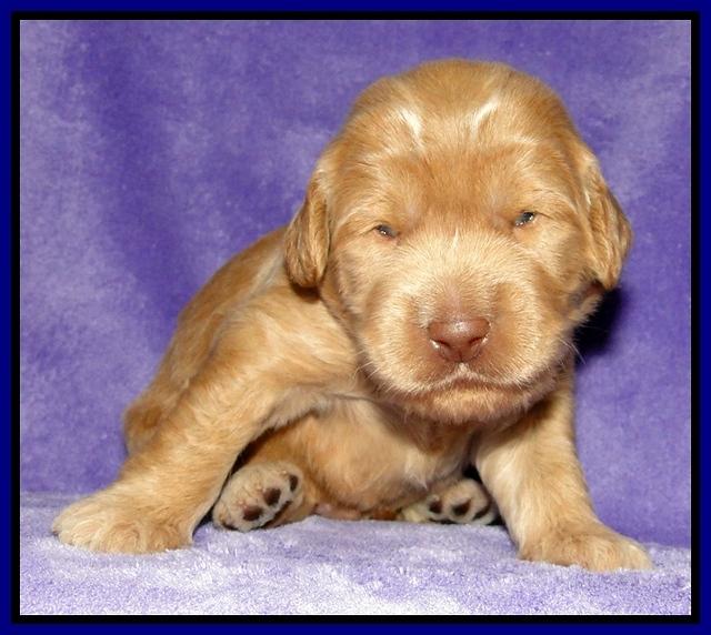 Dargus pups 2 wks old 2