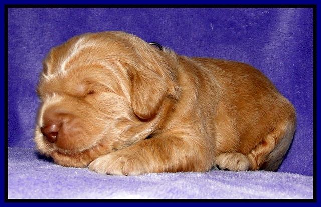 Dargus pups 2 wks old 4