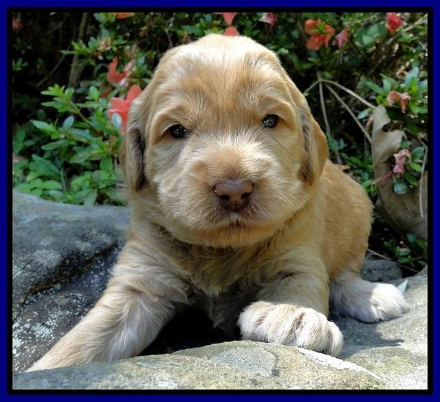 Dargus pups 3 wks old 1