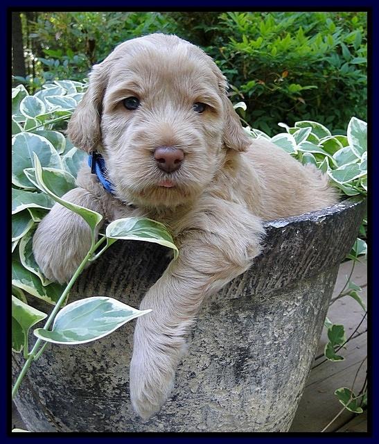 Dargus pups 4 wks old 3