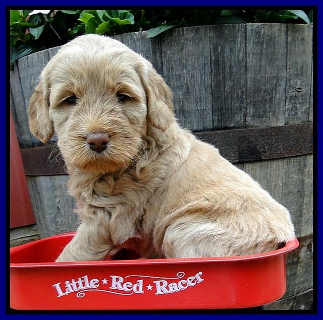 Dargus pups 5 wks old 22