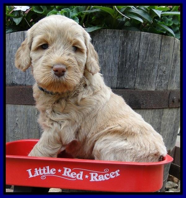 Dargus pups 5 wks old 24