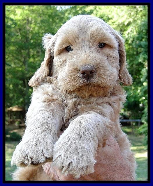 Dargus pups 6 wks old 36