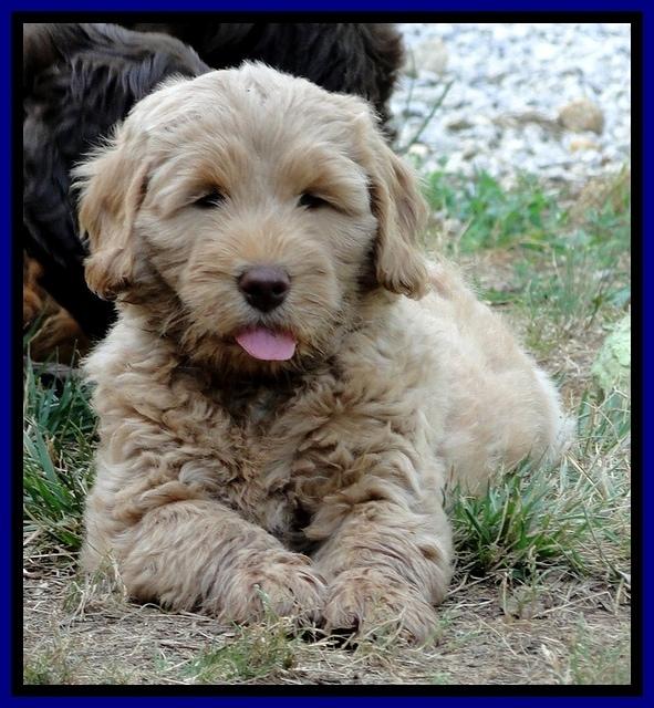 Dargus pups 7 wks old 11