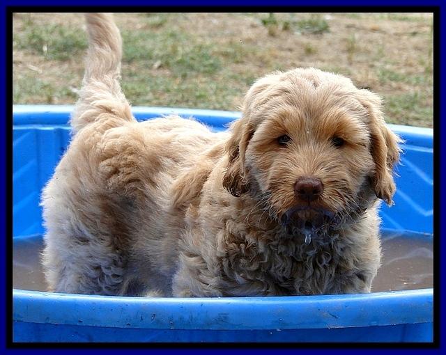 Dargus pups 7.5 wks old 3